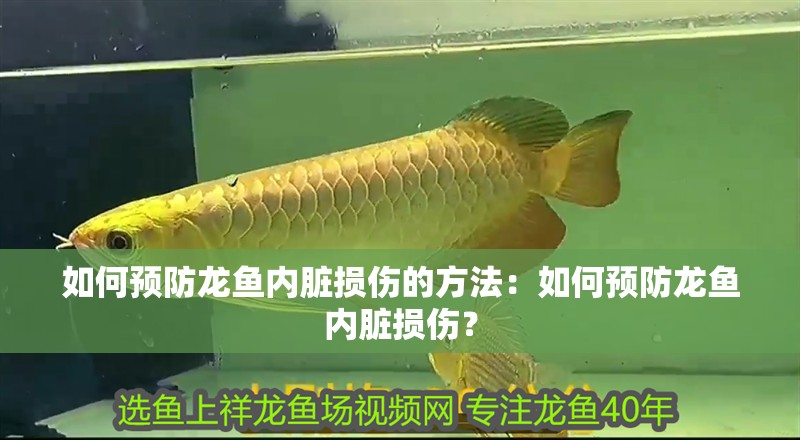 如何預(yù)防龍魚內(nèi)臟損傷的方法：如何預(yù)防龍魚內(nèi)臟損傷？