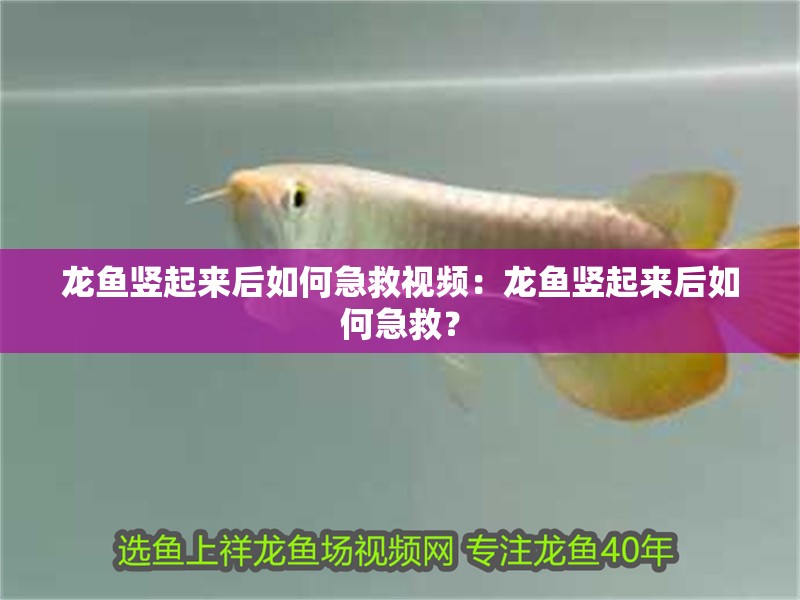 龍魚豎起來后如何急救視頻：龍魚豎起來后如何急救？