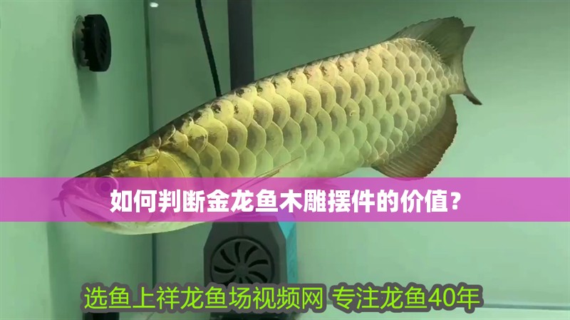 如何判斷金龍魚木雕擺件的價(jià)值？ 如何判斷金龍魚木雕擺件的價(jià)值？ 龍魚百科