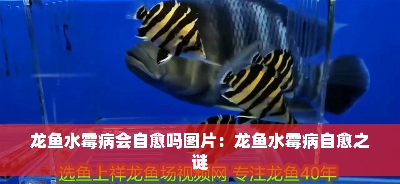 龍魚水霉病會自愈嗎圖片：龍魚水霉病自愈之謎