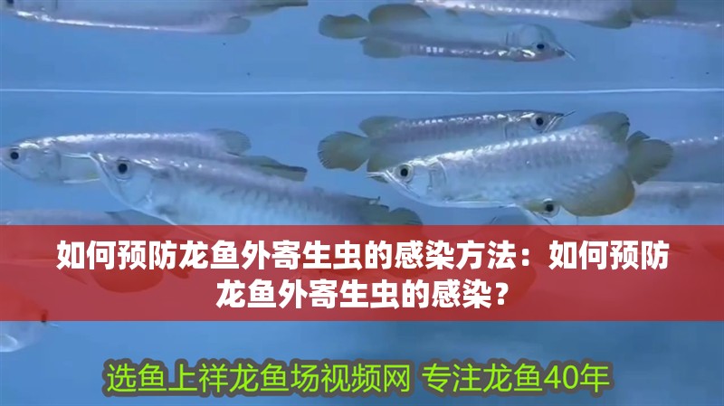 如何預防龍魚外寄生蟲的感染方法：如何預防龍魚外寄生蟲的感染？
