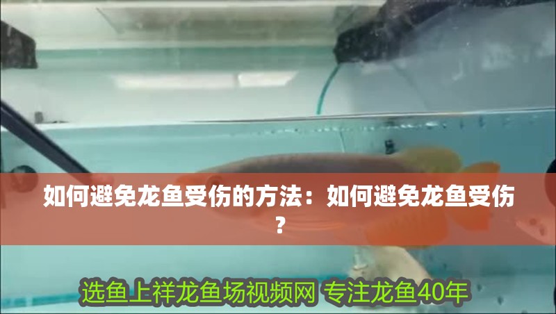 如何避免龍魚受傷的方法：如何避免龍魚受傷？