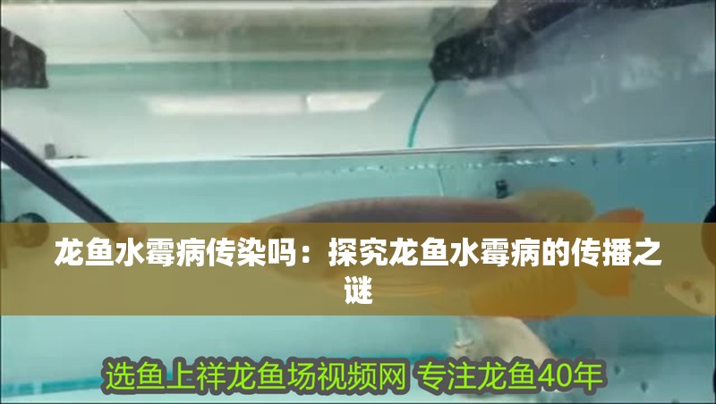 龍魚水霉病傳染嗎：探究龍魚水霉病的傳播之謎