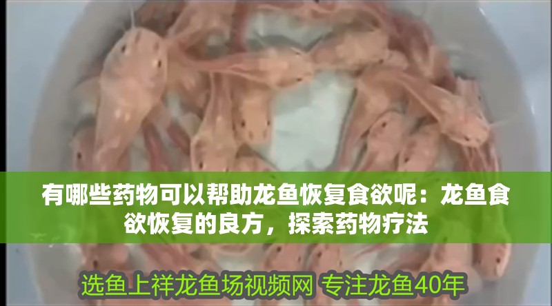 有哪些藥物可以幫助龍魚恢復(fù)食欲呢：龍魚食欲恢復(fù)的良方，探索藥物療法