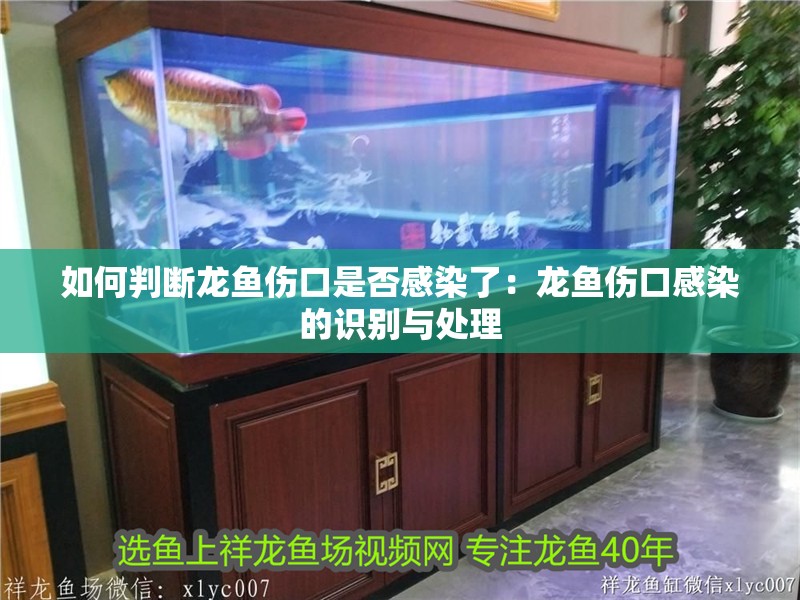 如何判斷龍魚傷口是否感染了：龍魚傷口感染的識別與處理