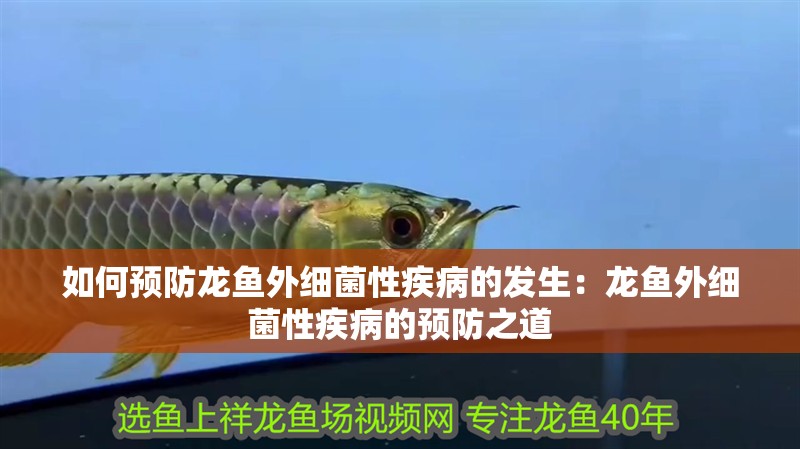 如何預防龍魚外細菌性疾病的發生：龍魚外細菌性疾病的預防之道