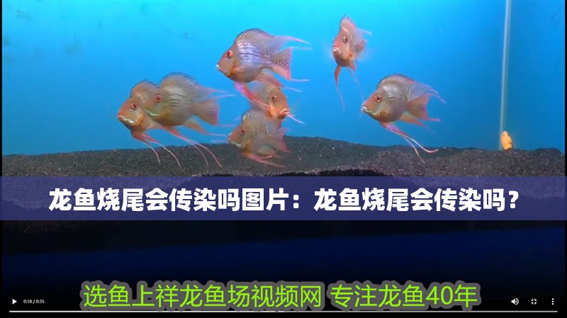 龍魚燒尾會(huì)傳染嗎圖片：龍魚燒尾會(huì)傳染嗎？