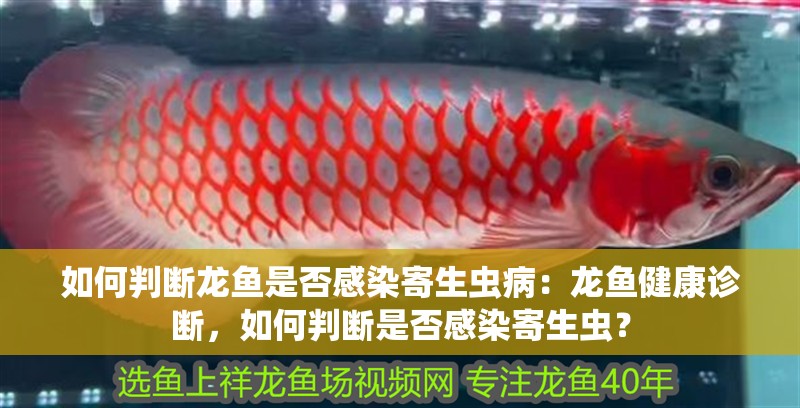 如何判斷龍魚是否感染寄生蟲病：龍魚健康診斷，如何判斷是否感染寄生蟲？ 如何判斷龍魚是否感染寄生蟲病：龍魚健康診斷，如何判斷是否感染寄生蟲？ 水族問答