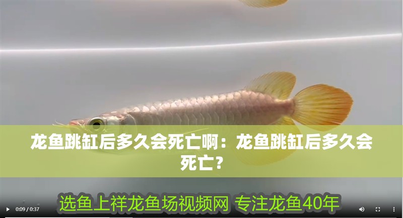 龍魚跳缸后多久會死亡啊：龍魚跳缸后多久會死亡？