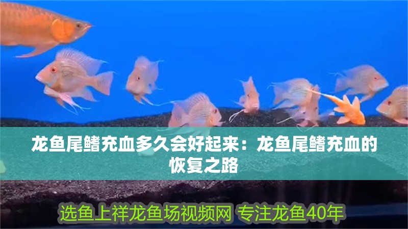 龍魚尾鰭充血多久會好起來：龍魚尾鰭充血的恢復之路