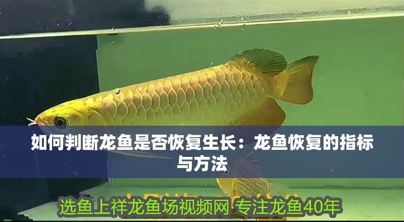 如何判斷龍魚是否恢復生長：龍魚恢復的指標與方法