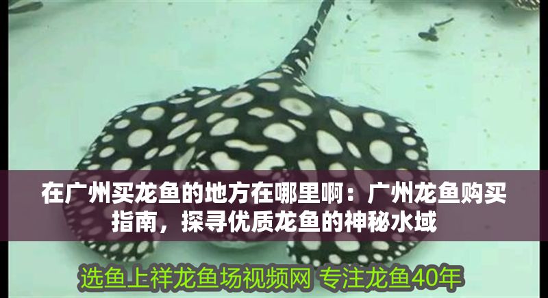 在廣州買龍魚的地方在哪里啊：廣州龍魚購買指南，探尋優(yōu)質(zhì)龍魚的神秘水域