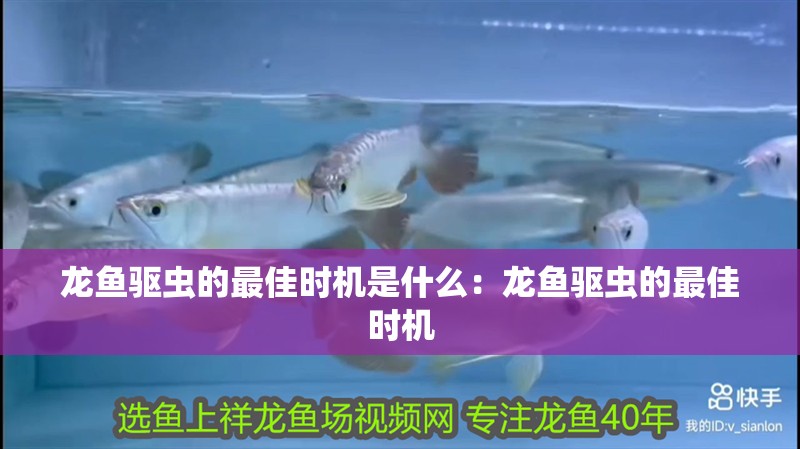 龍魚驅蟲的最佳時機是什么：龍魚驅蟲的最佳時機