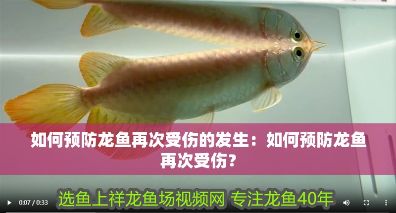 如何預防龍魚再次受傷的發生：如何預防龍魚再次受傷？