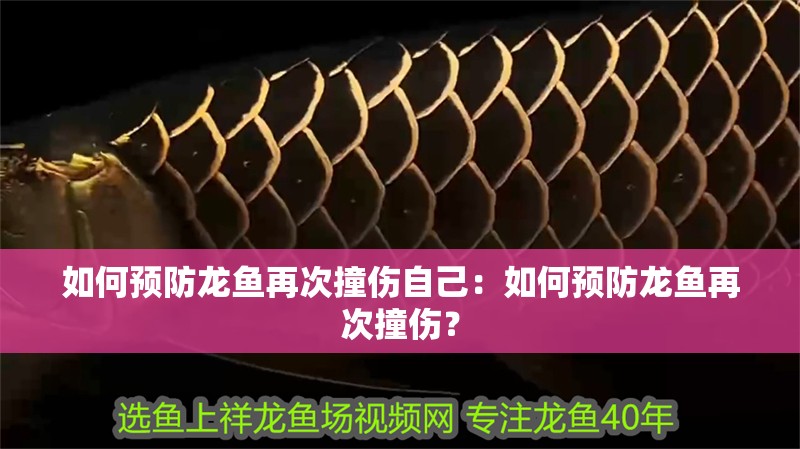 如何預防龍魚再次撞傷自己：如何預防龍魚再次撞傷？