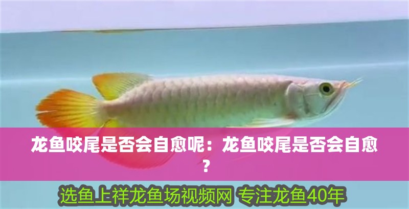 龍魚(yú)咬尾是否會(huì)自愈呢：龍魚(yú)咬尾是否會(huì)自愈？