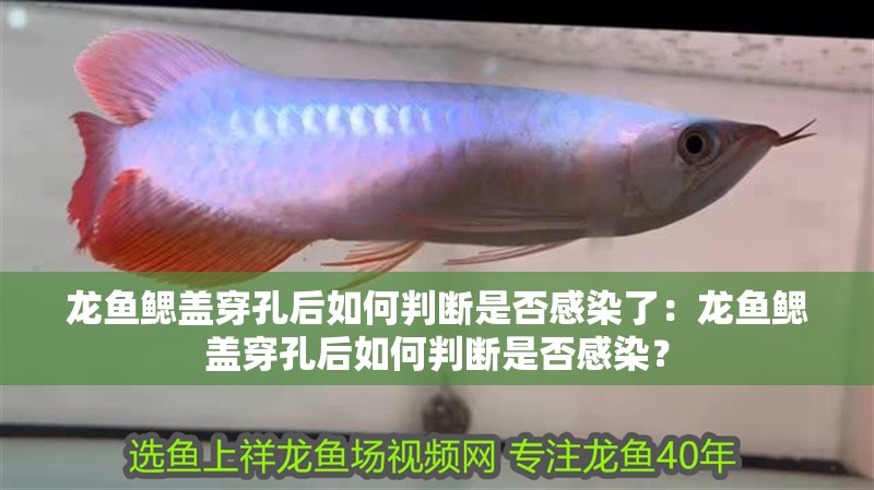 龍魚鰓蓋穿孔后如何判斷是否感染了：龍魚鰓蓋穿孔后如何判斷是否感染？