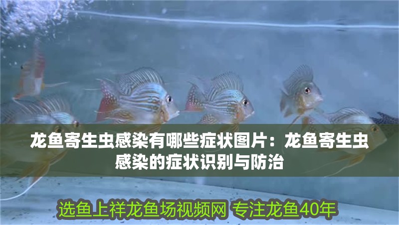 龍魚(yú)寄生蟲(chóng)感染有哪些癥狀圖片：龍魚(yú)寄生蟲(chóng)感染的癥狀識(shí)別與防治