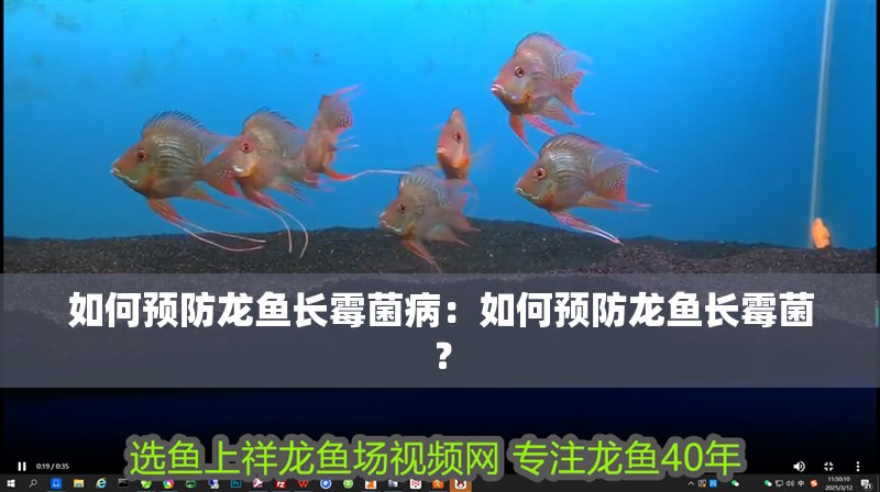 如何預防龍魚長霉菌病：如何預防龍魚長霉菌？