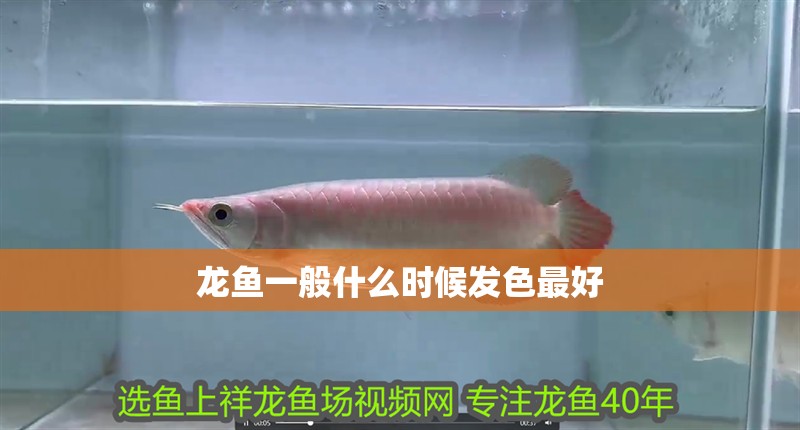 龍魚一般什么時候發色最好