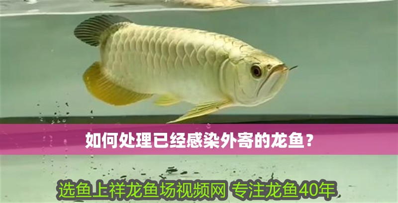 如何處理已經(jīng)感染外寄的龍魚？ 如何處理已經(jīng)感染外寄的龍魚？ 龍魚百科