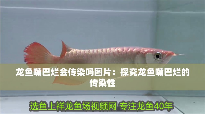 龍魚(yú)嘴巴爛會(huì)傳染嗎圖片：探究龍魚(yú)嘴巴爛的傳染性
