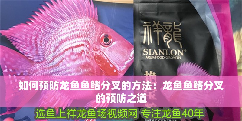 如何預防龍魚魚鰭分叉的方法：龍魚魚鰭分叉的預防之道