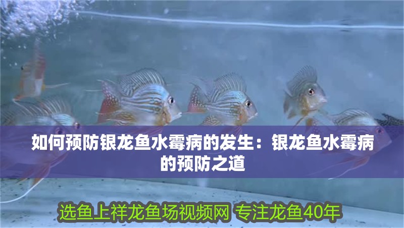 如何預(yù)防銀龍魚水霉病的發(fā)生：銀龍魚水霉病的預(yù)防之道