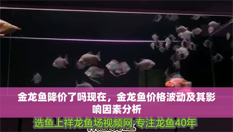 金龍魚降價了嗎現在，金龍魚價格波動及其影響因素分析