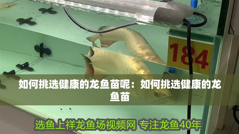 如何挑選健康的龍魚苗呢：如何挑選健康的龍魚苗