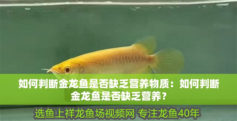 如何判斷金龍魚是否缺乏營養物質：如何判斷金龍魚是否缺乏營養？