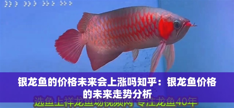 銀龍魚的價格未來會上漲嗎知乎：銀龍魚價格的未來走勢分析