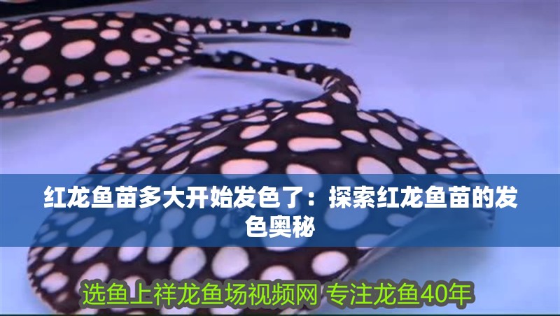 紅龍魚苗多大開始發色了：探索紅龍魚苗的發色奧秘