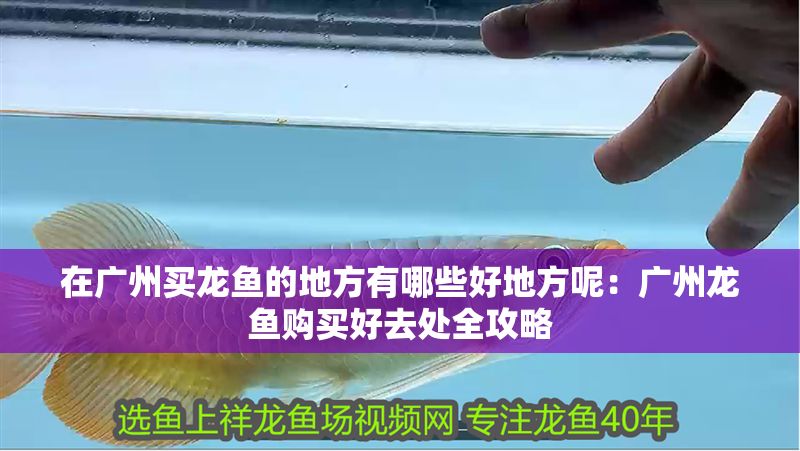 在廣州買龍魚的地方有哪些好地方呢：廣州龍魚購買好去處全攻略