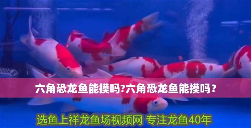 六角恐龍魚能摸嗎?六角恐龍魚能摸嗎？