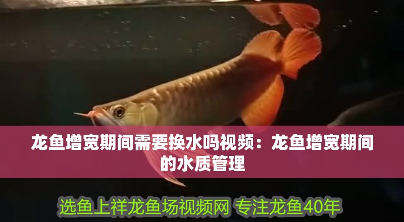 龍魚增寬期間需要換水嗎視頻：龍魚增寬期間的水質管理