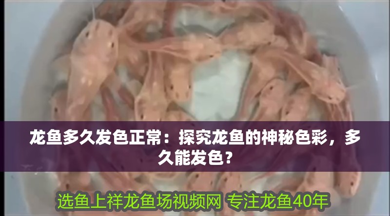 龍魚多久發色正常：探究龍魚的神秘色彩，多久能發色？