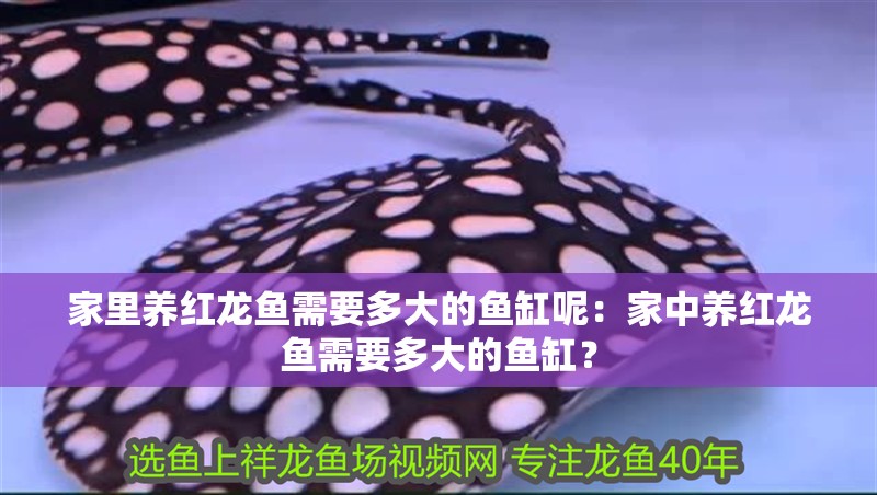 家里養紅龍魚需要多大的魚缸呢：家中養紅龍魚需要多大的魚缸？