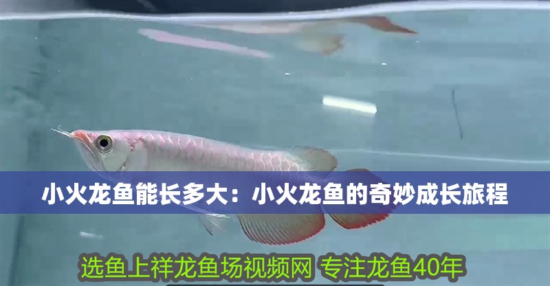 小火龍魚能長多大：小火龍魚的奇妙成長旅程