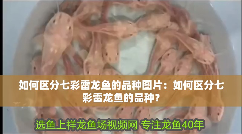 如何區(qū)分七彩雷龍魚的品種圖片：如何區(qū)分七彩雷龍魚的品種？