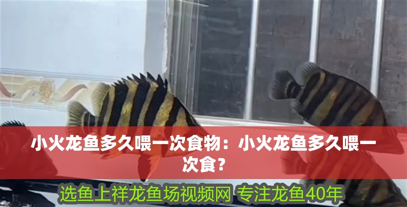 小火龍魚多久喂一次食物：小火龍魚多久喂一次食？