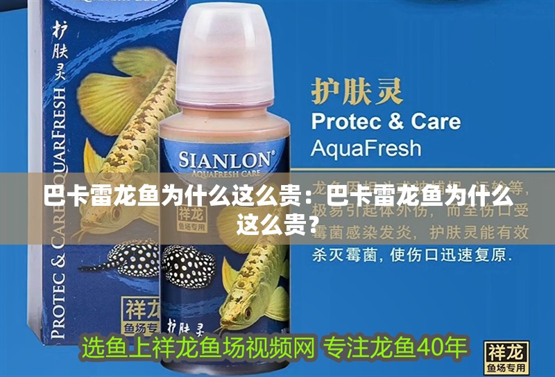 巴卡雷龍魚為什么這么貴：巴卡雷龍魚為什么這么貴？