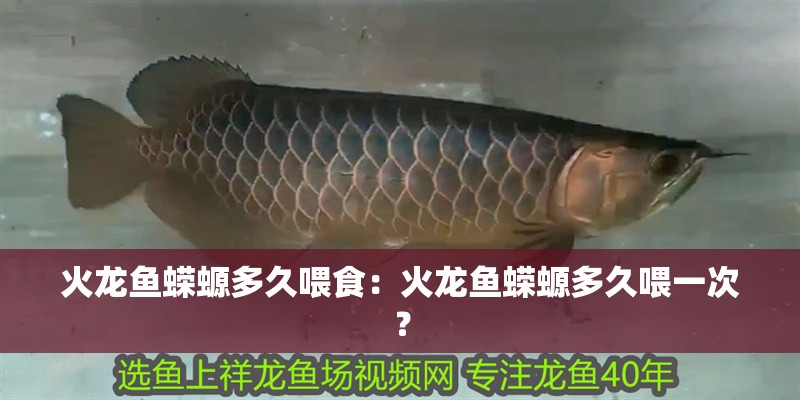 火龍魚蠑螈多久喂食：火龍魚蠑螈多久喂一次？