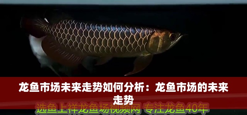 龍魚市場未來走勢如何分析：龍魚市場的未來走勢