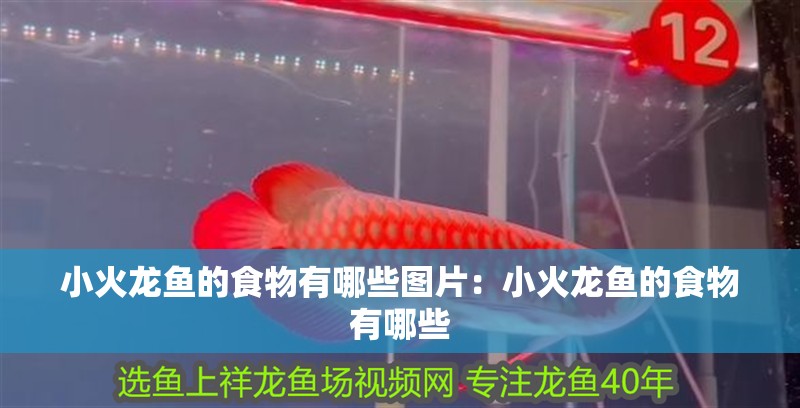 小火龍魚的食物有哪些圖片：小火龍魚的食物有哪些