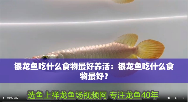 銀龍魚吃什么食物最好養活：銀龍魚吃什么食物最好？