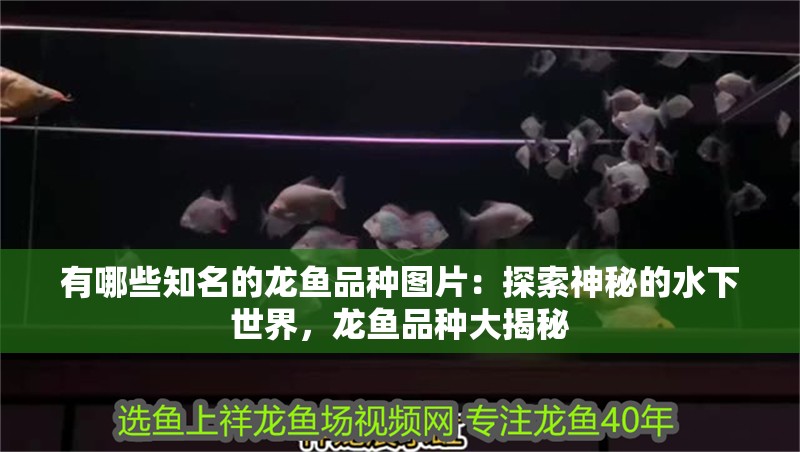 有哪些知名的龍魚(yú)品種圖片：探索神秘的水下世界，龍魚(yú)品種大揭秘 有哪些知名的龍魚(yú)品種圖片：探索神秘的水下世界，龍魚(yú)品種大揭秘 水族問(wèn)答