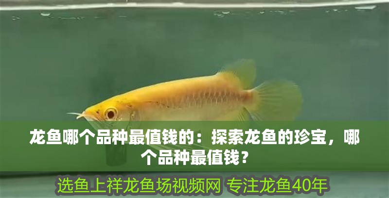 龍魚哪個品種最值錢的：探索龍魚的珍寶，哪個品種最值錢？