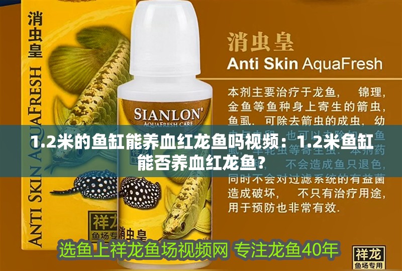 1.2米的魚缸能養血紅龍魚嗎視頻：1.2米魚缸能否養血紅龍魚？