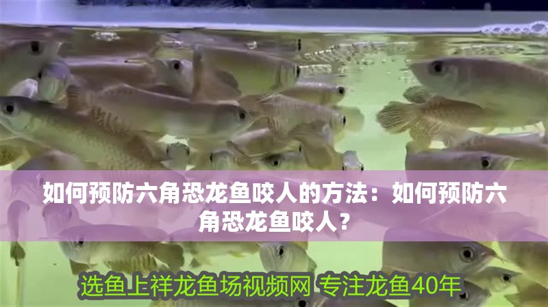 如何預防六角恐龍魚咬人的方法：如何預防六角恐龍魚咬人？